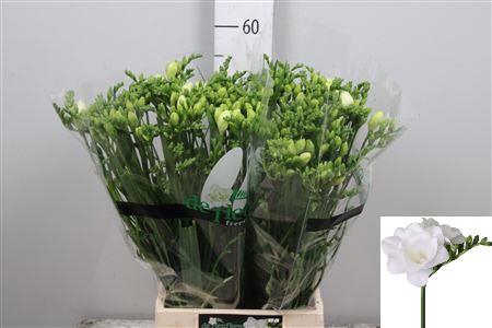 <h4>Fr Du Vivre</h4>