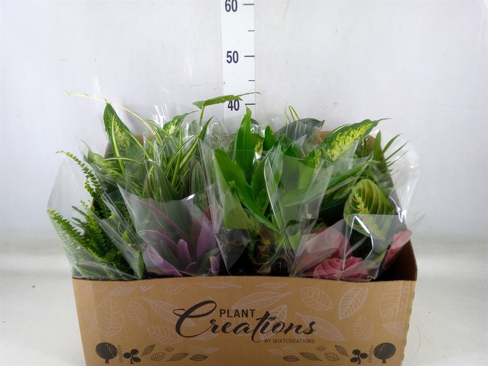 <h4>Planten Groen   ...mix 12</h4>