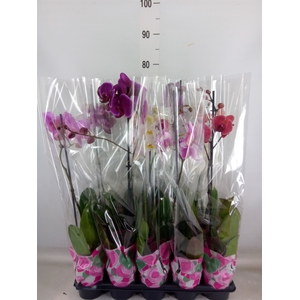 Phalaenopsis   ...mix  5