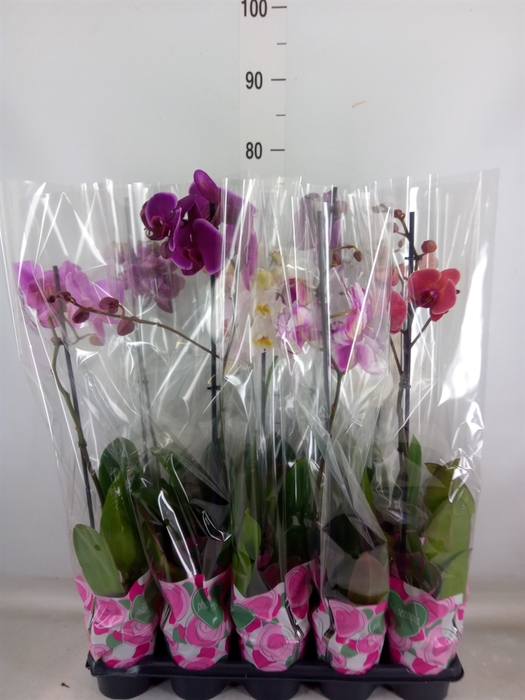 <h4>Phalaenopsis   ...mix  5</h4>