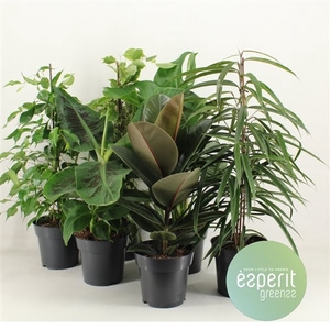 Groenmix Greenss 4-6 srt