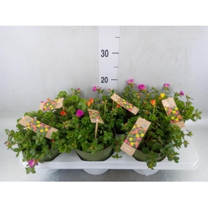 Portulaca   ...mix in pot