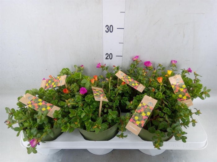 <h4>Portulaca   ...mix in pot</h4>