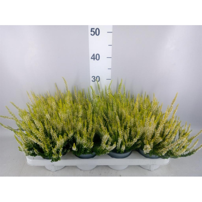<h4>Calluna vulg. 'Beauty L Agneta'</h4>