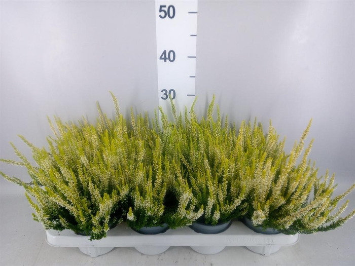 Calluna vulg. 'Beauty L Agneta'