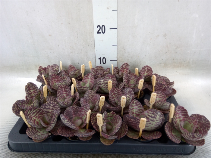 <h4>Kalanchoe humilis 'Surpris Desert'</h4>