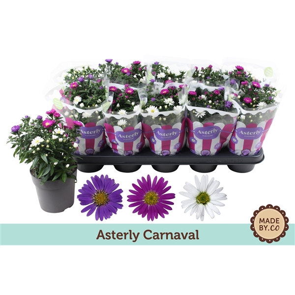<h4>Asterly Carnaval 12cm</h4>
