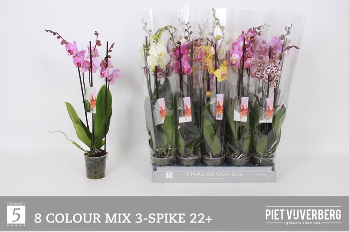 <h4>PHAL GEM 8 KL</h4>