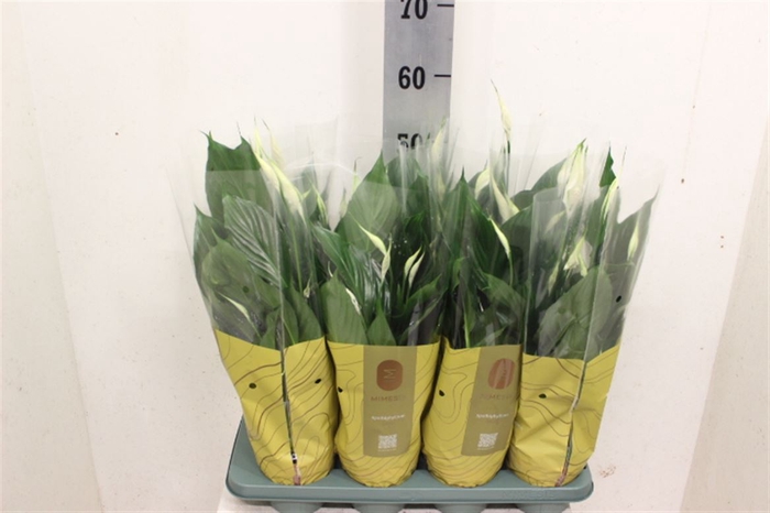 <h4>Spathiphyllum Pico Cupido</h4>