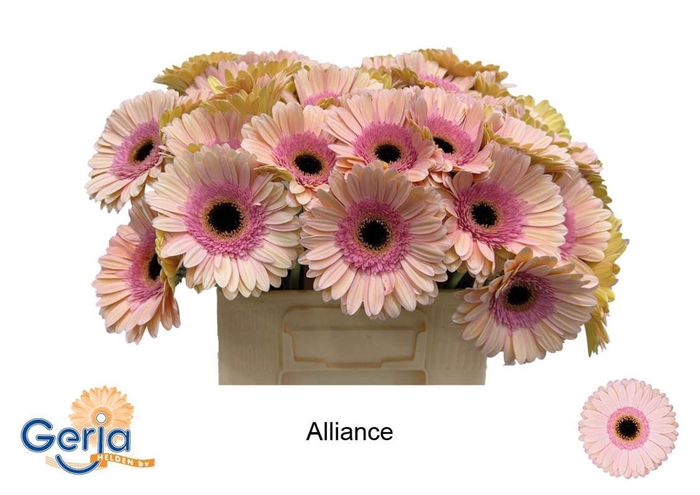 <h4>GERBERA ALLIANCE GE GR ALLIANCE</h4>
