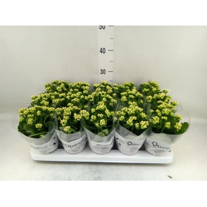 Kalanchoe  'RoseFlow Audrey'