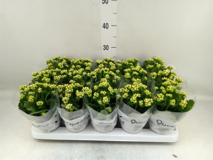 <h4>Kalanchoe 'RoseFlow Audrey'</h4>