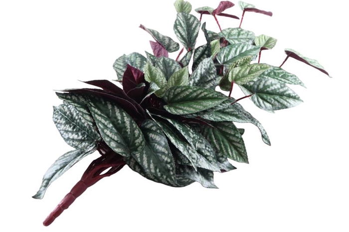 Cissus Plant