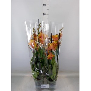 Phalaenopsis  'Buddha'