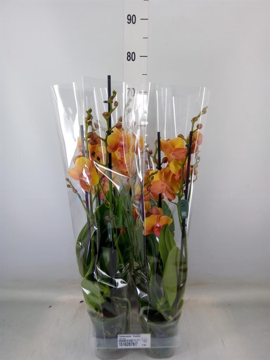 <h4>Phalaenopsis  'Buddha'</h4>