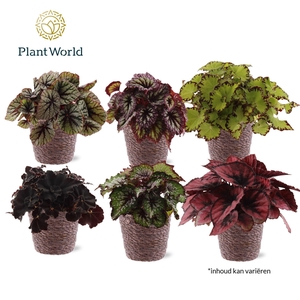 Begonia rex Magic Colours Trendy Mand