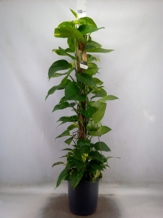 <h4>Epipremnum pinn.   ...moss stick</h4>