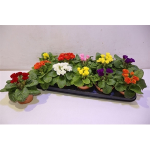 arr8 Prim Ac Gem Dubbel Bloemig