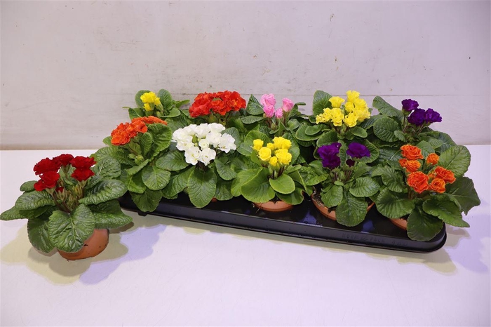 <h4>arr8 Prim Ac Gem Dubbel Bloemig</h4>