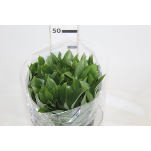FOLHAGEM RUSCUS 040 CM