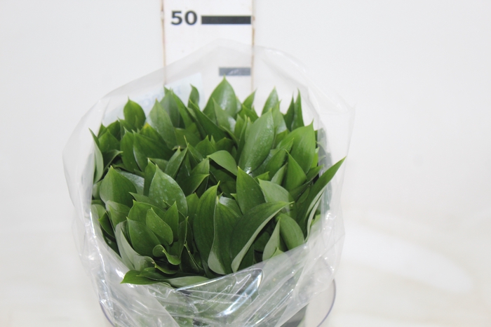 <h4>FOLHAGEM RUSCUS 040 CM</h4>