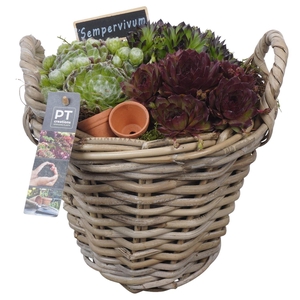 Arr. Sempervivum L%