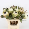 PROTEA M ICE QUEEN