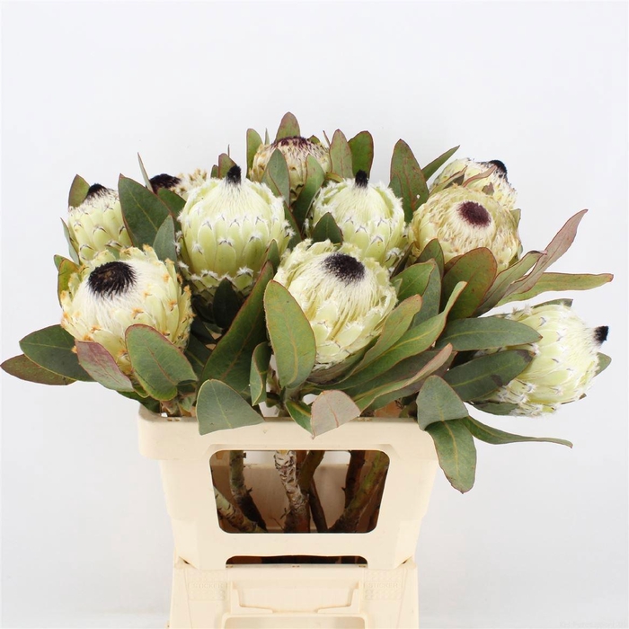 PROTEA M ICE QUEEN