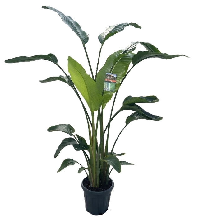 <h4>Strelitzia augusta</h4>