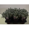 Lavandula angustifolia