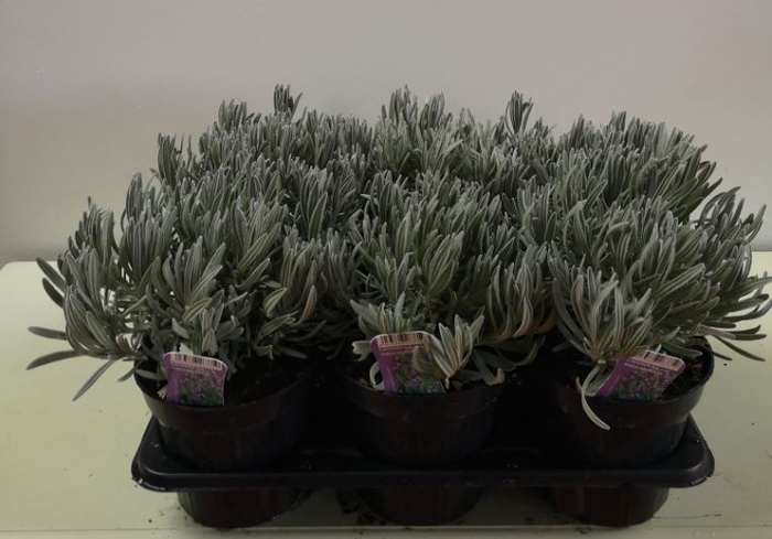 Lavandula angustifolia