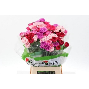 Dianthus st mix pink