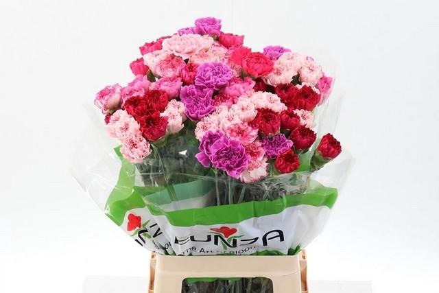 <h4>Dianthus st mix pink</h4>