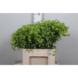 Bupleurum Rotundifol