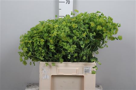 <h4>Bupleurum Rotundifol</h4>