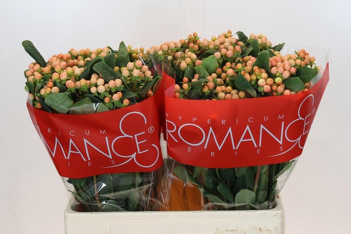 <h4>Hypericum Mellow Romance</h4>