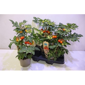 Solanum Cherry Red