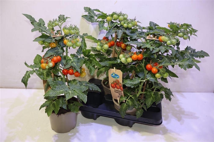 <h4>Solanum Cherry Red</h4>