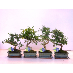 Bonsai mix, indoor, 20cm., shape, with drip tray