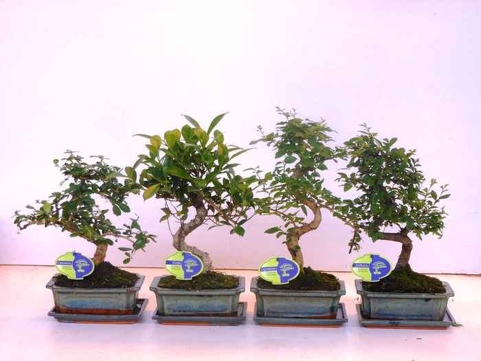 <h4>Bonsai mix, indoor, 20cm., shape, with drip tray</h4>