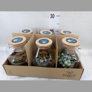 Arr.    Planten  L%