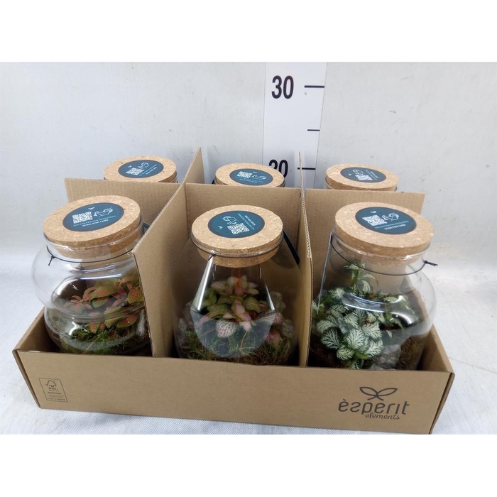 <h4>Arr.    Planten  L%</h4>