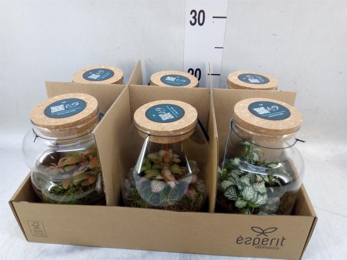 Arr.    Planten  L%