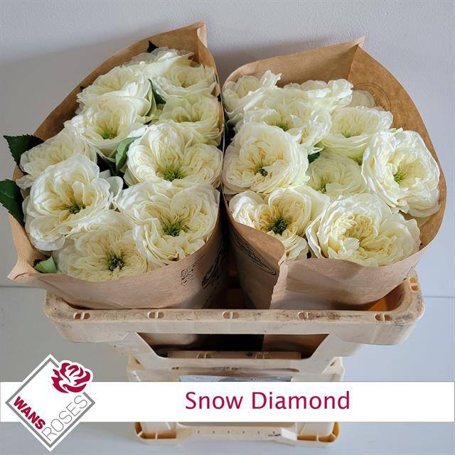 <h4>Rosa Garden Snow Diamond</h4>