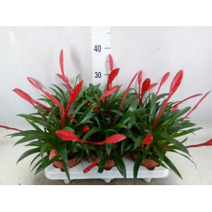Vriesea  'Conchita'