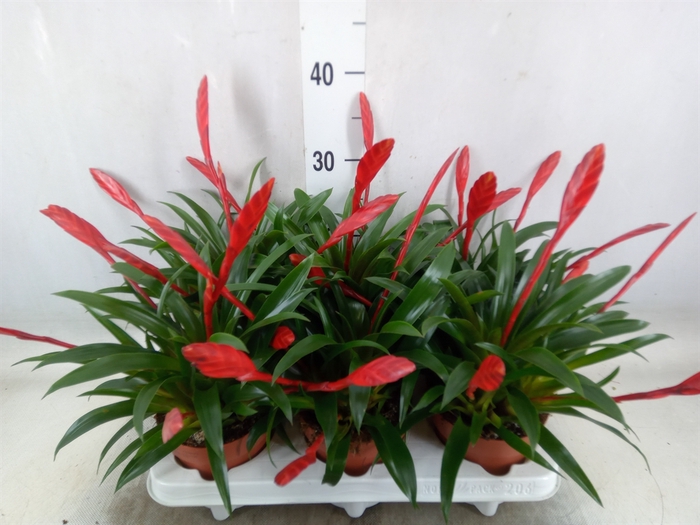 <h4>Vriesea  'Conchita'</h4>