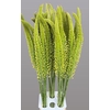 EREMURUS YELLOW REBE