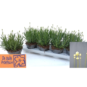 LAVAN AN AROMA WHITE