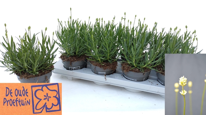 <h4>LAVAN AN AROMA WHITE</h4>