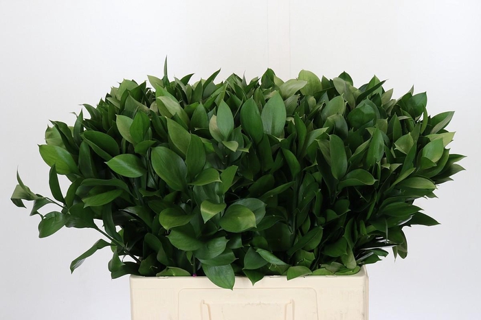 Ruscus Israel